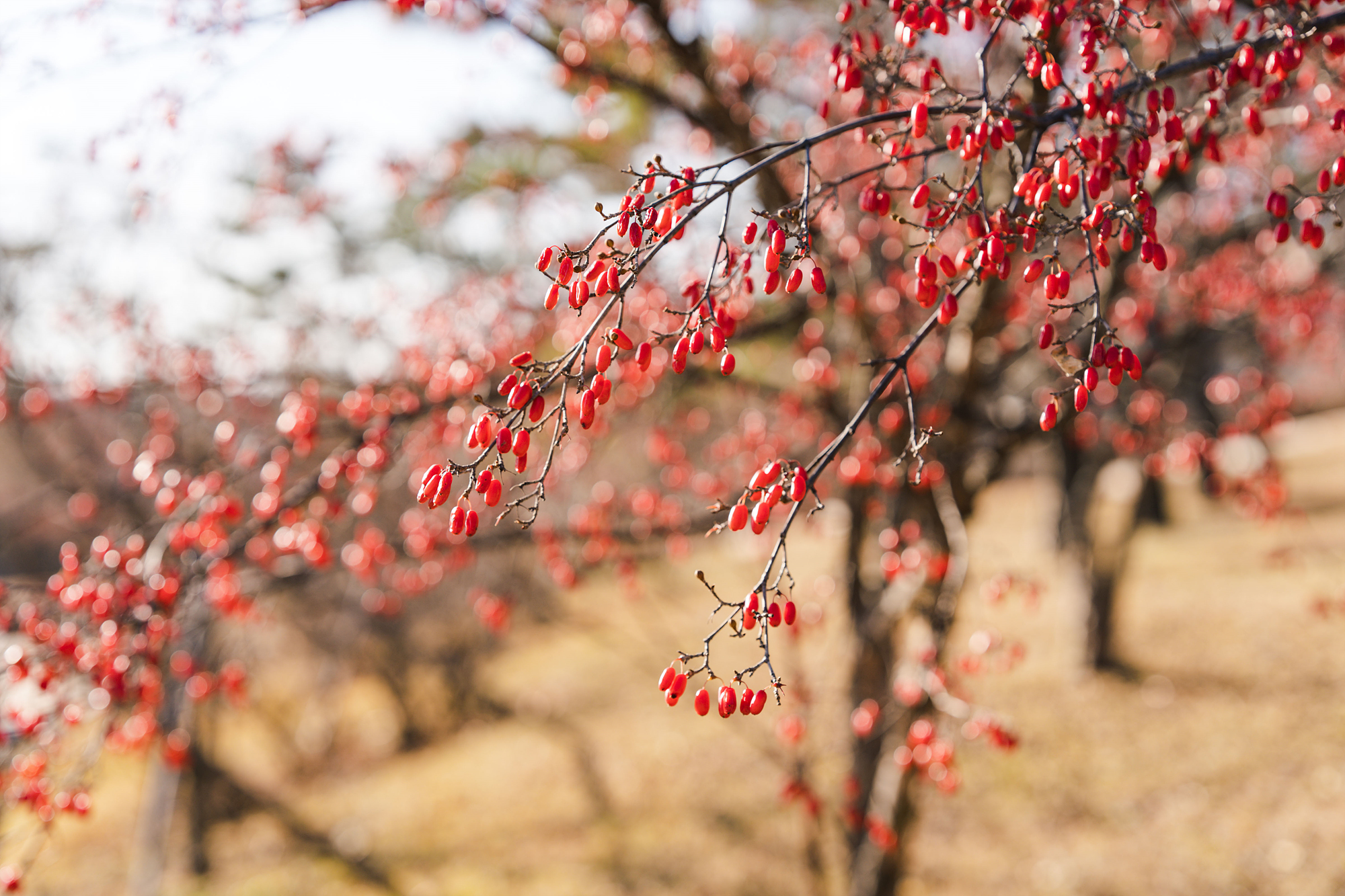 산수유