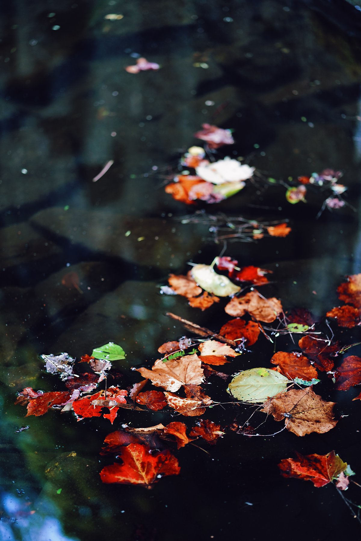 물에 떠있는 낙엽