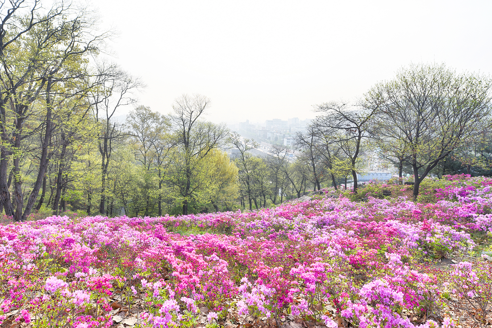 세프3기 황현정 2차미션