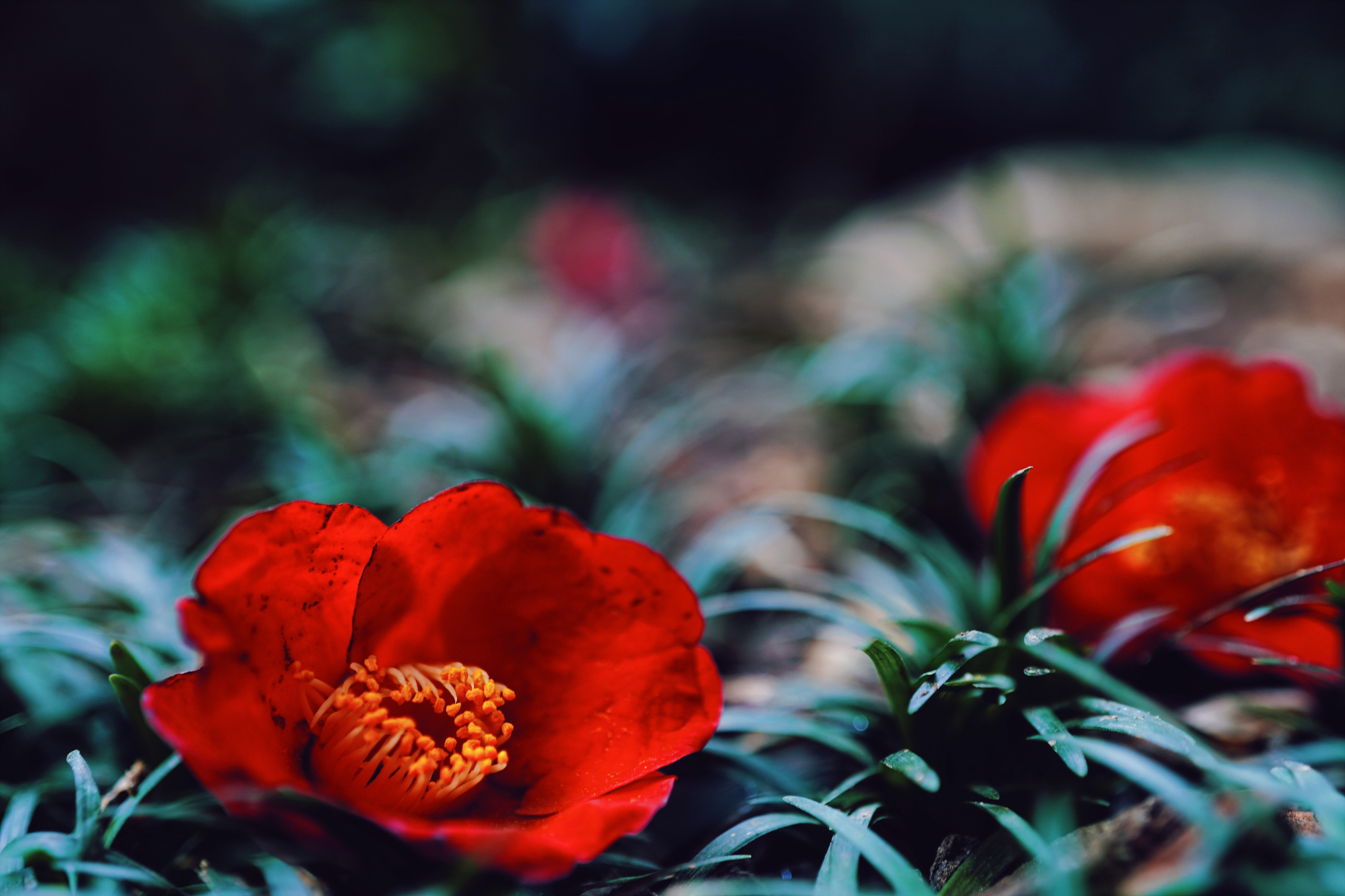 빨간 꽃2