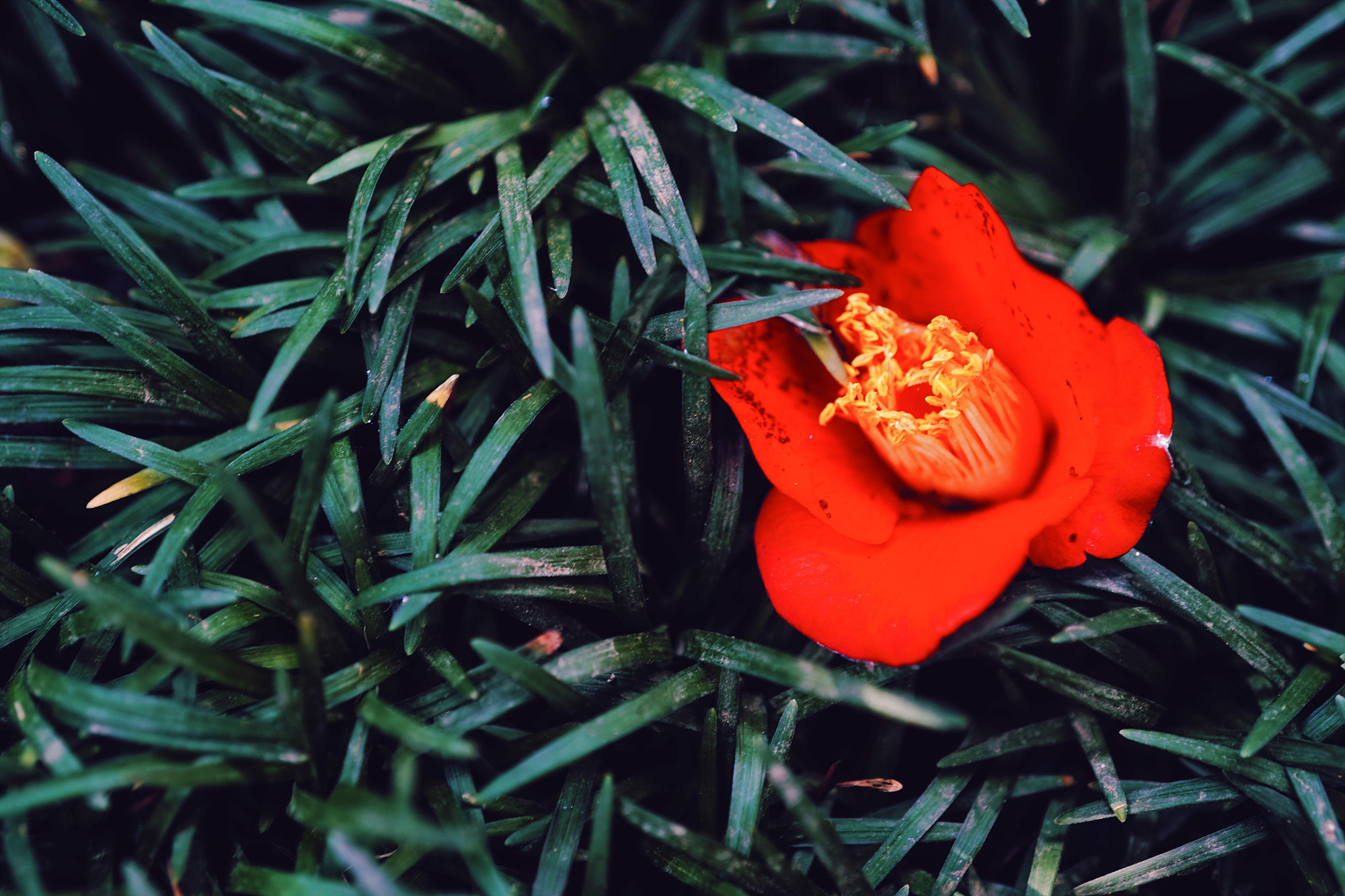 빨간 꽃