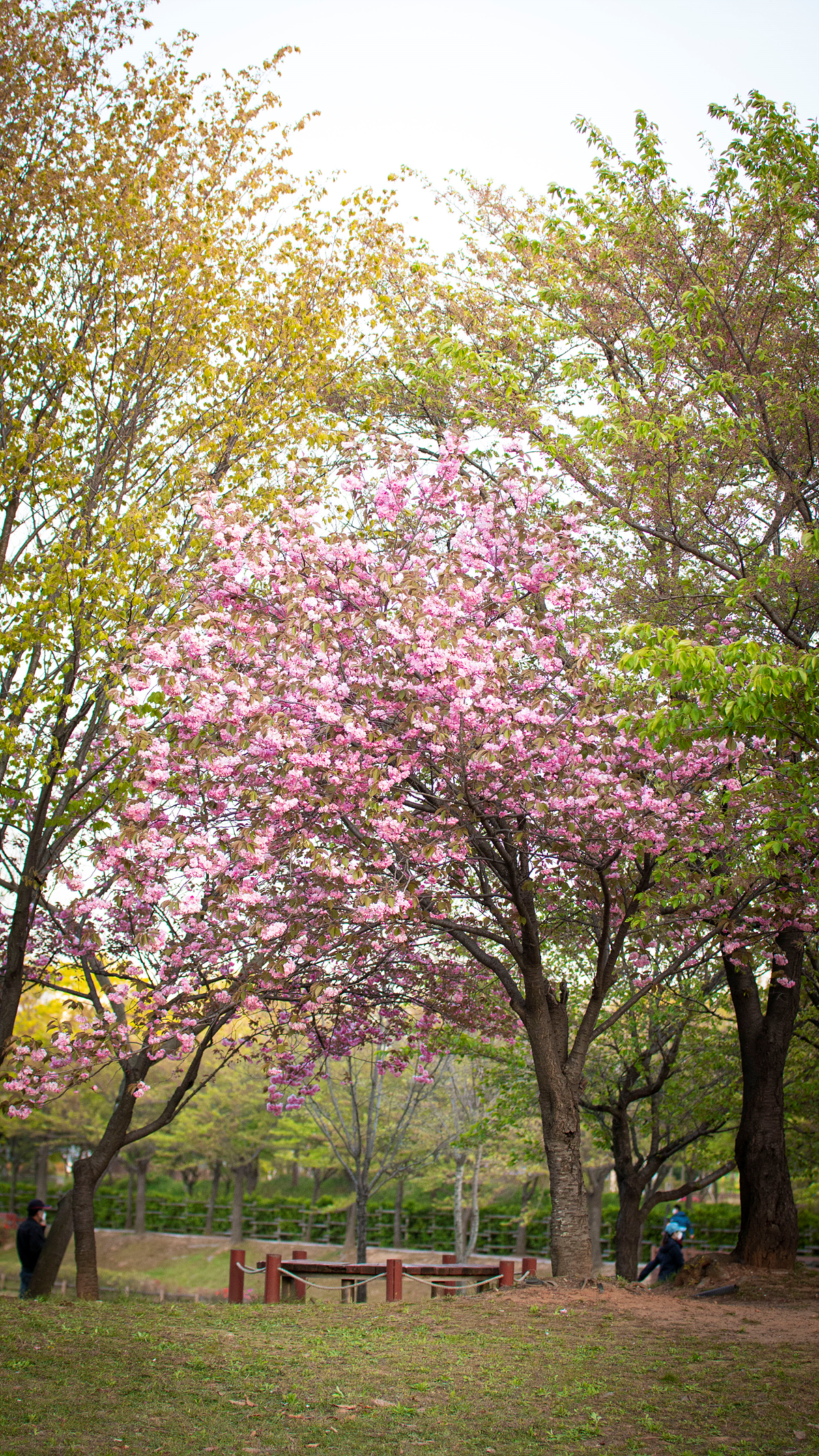 화랑유원지