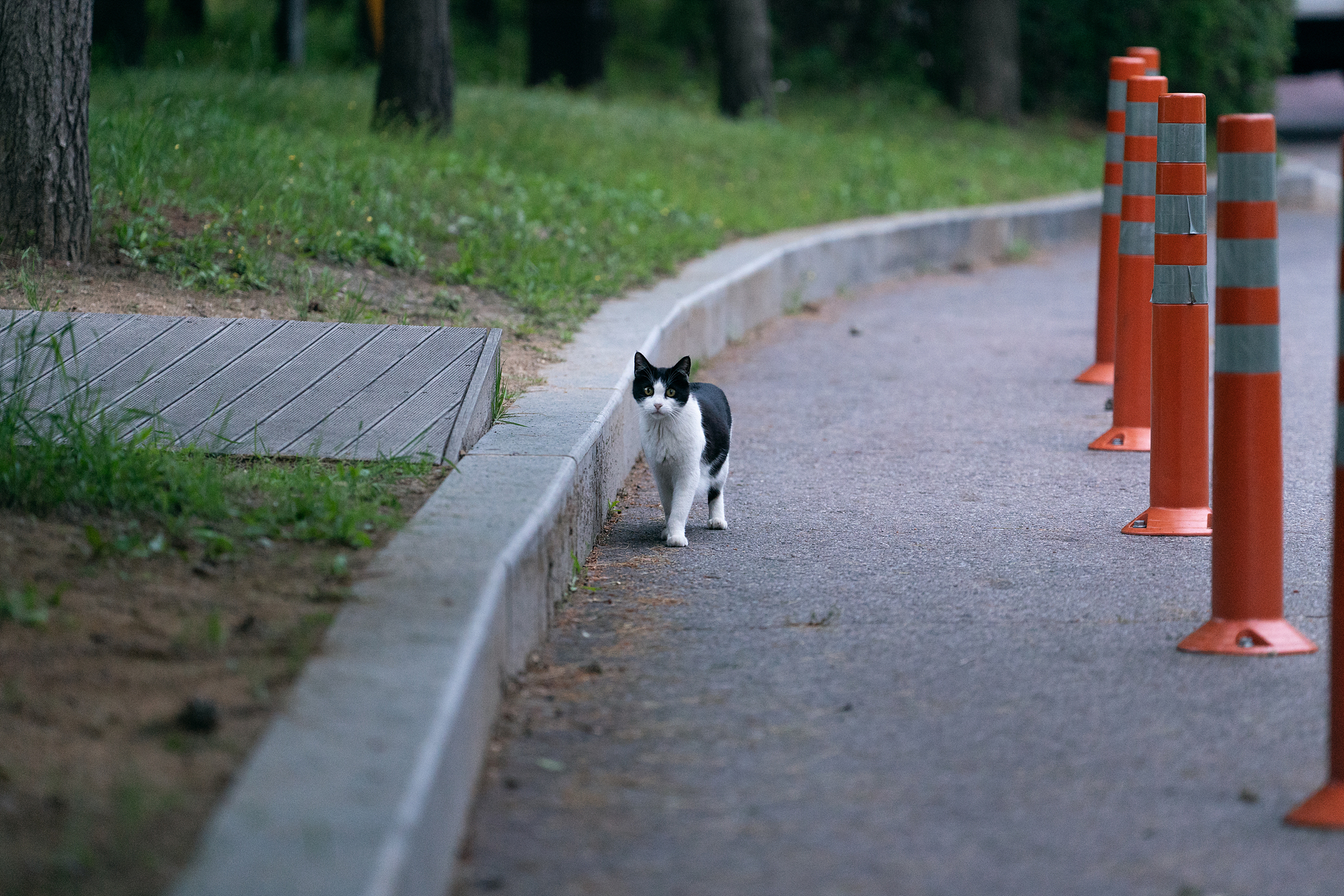 걸어오는 고양이