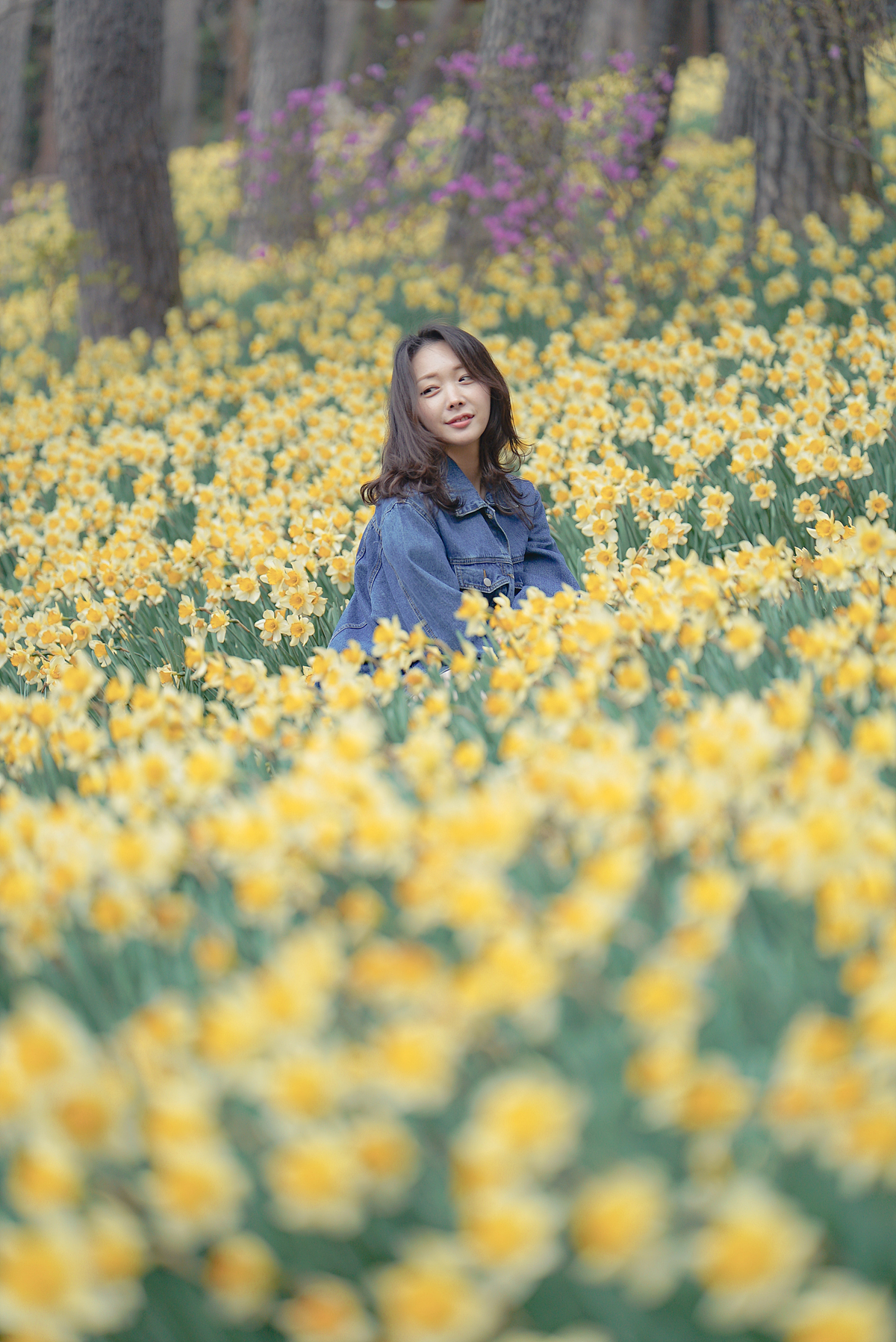 수선화 사이에 앉은 사람