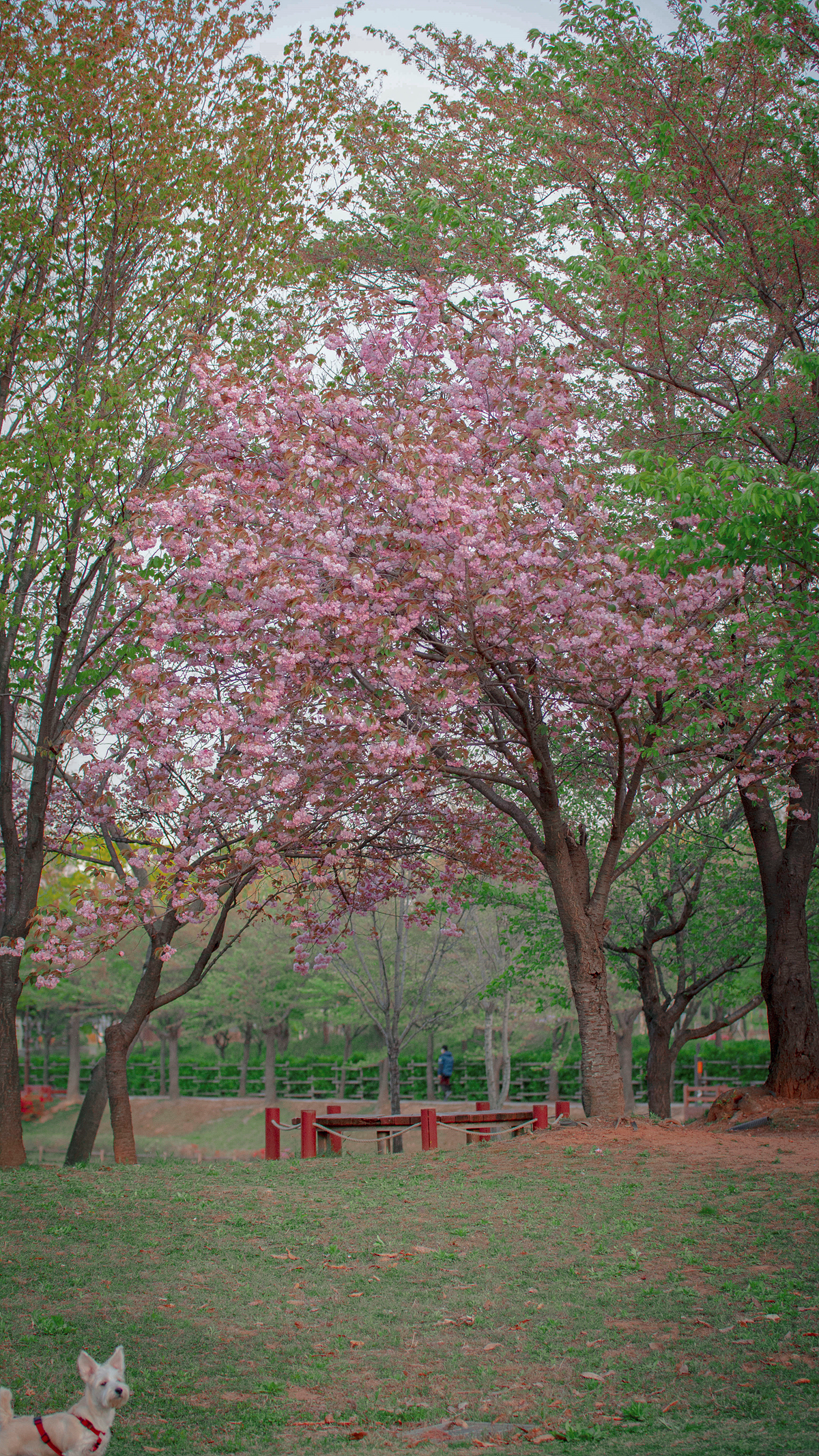 화랑유원지