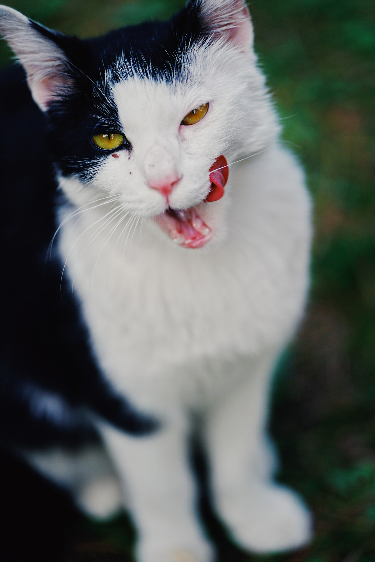 격렬하게 입맛을 다시는 젖소무늬 고양이