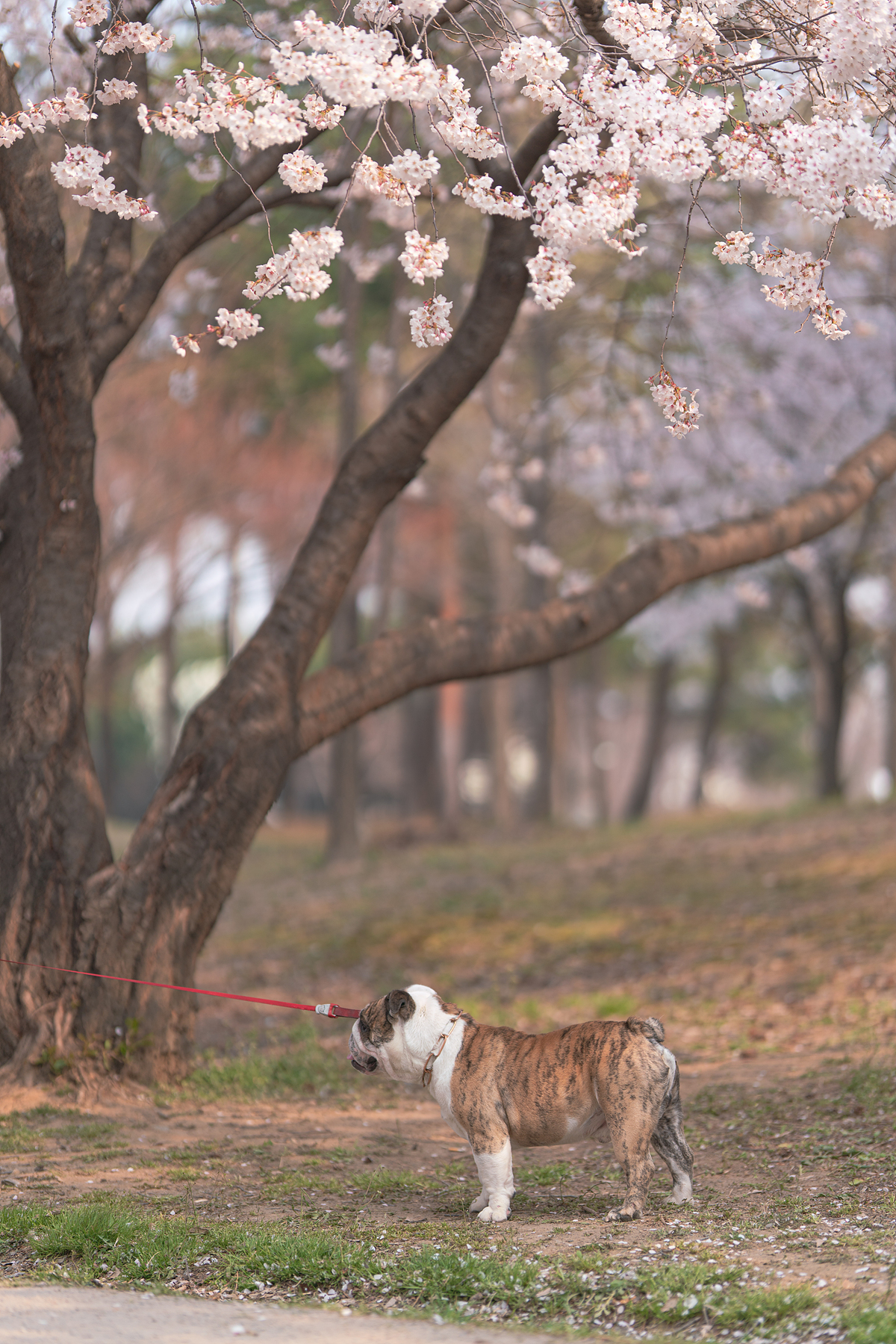 벚꽃과 강아지