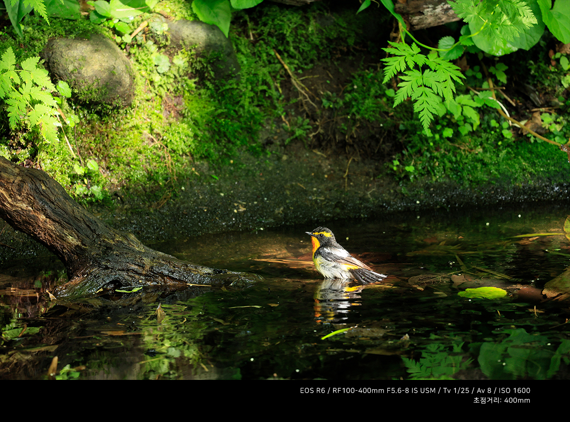 RF 100-400 F5.6-8 IS USM