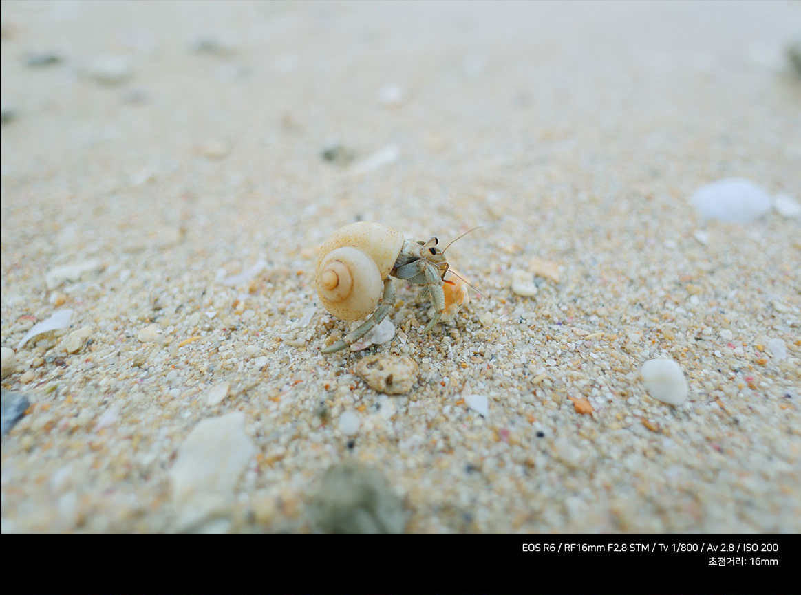 RF 16mm F2.8 STM
