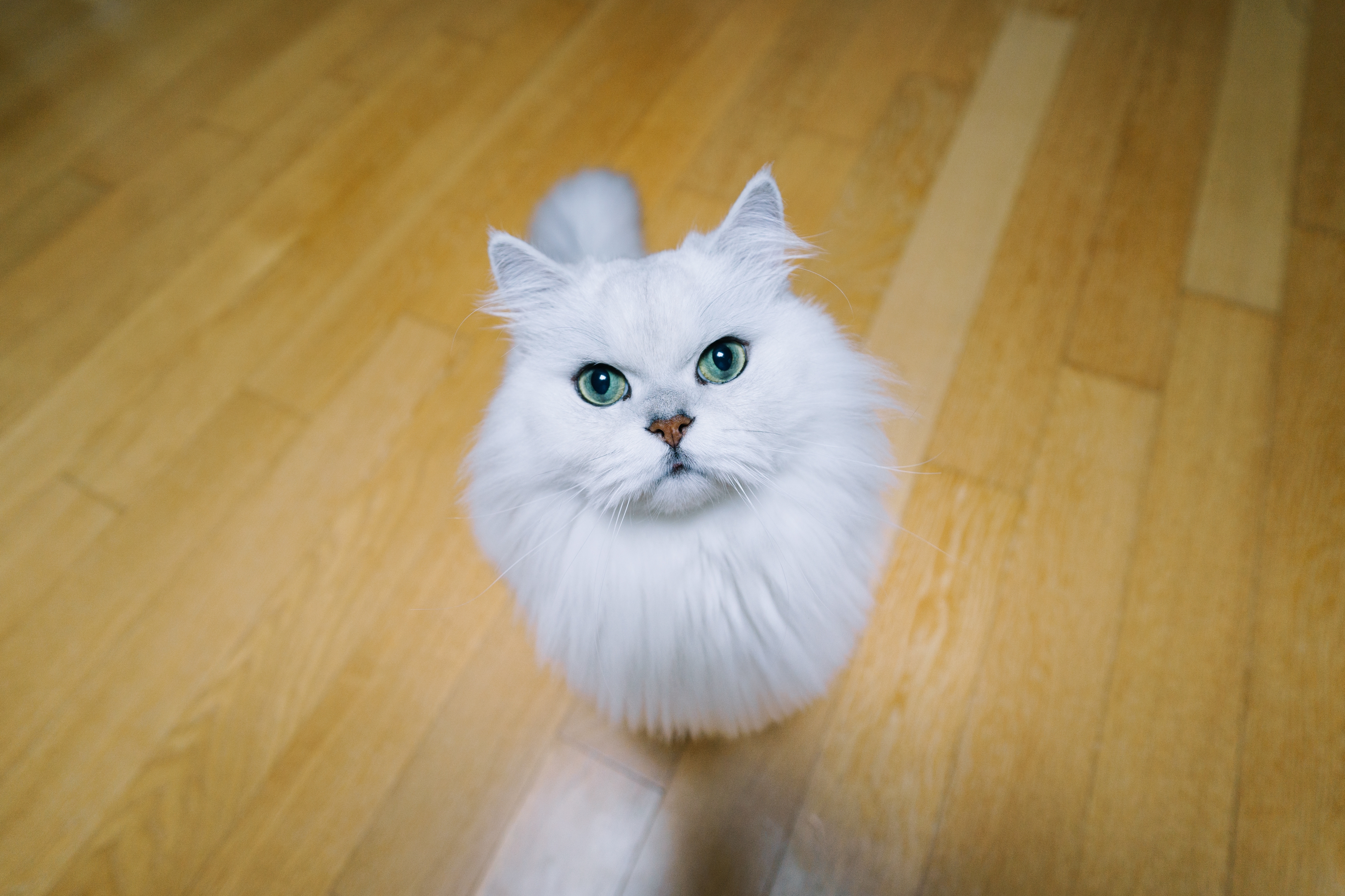 Batis 18mm f/2.8
