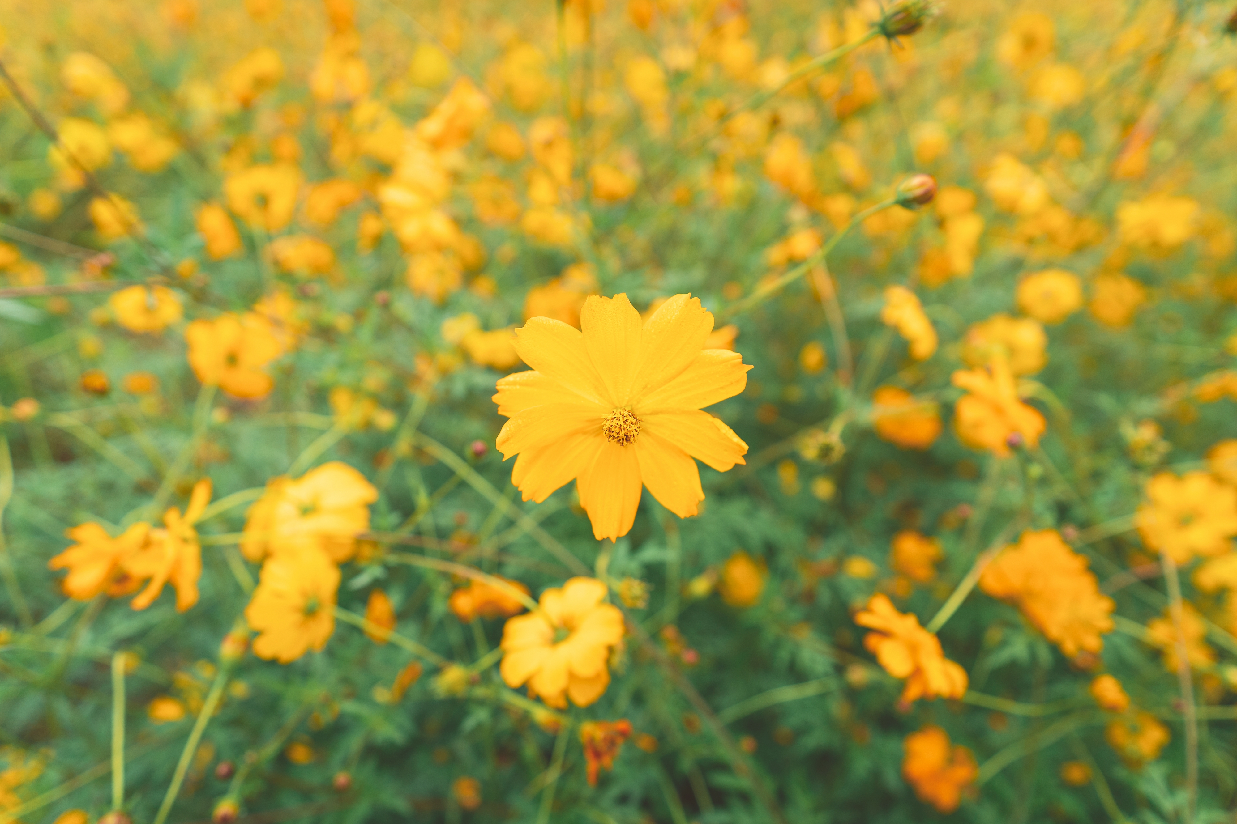 Batis 18mm f/2.8