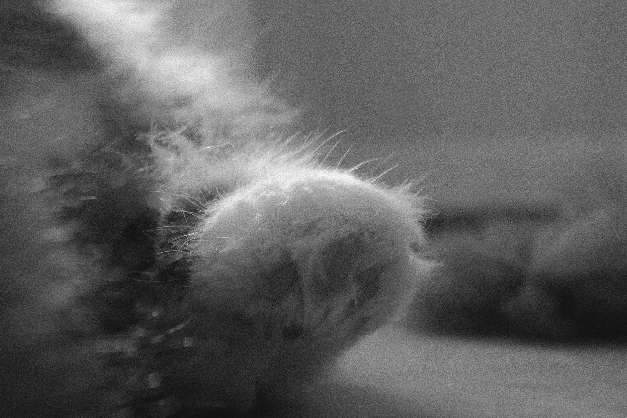 GR4 모노크롬 결과물 이미지