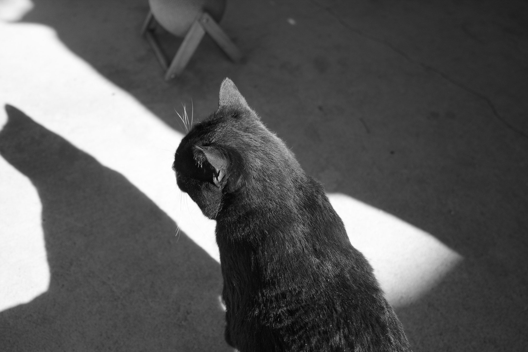 GR4 모노크롬으로 찍은 고양이 결과물 사진