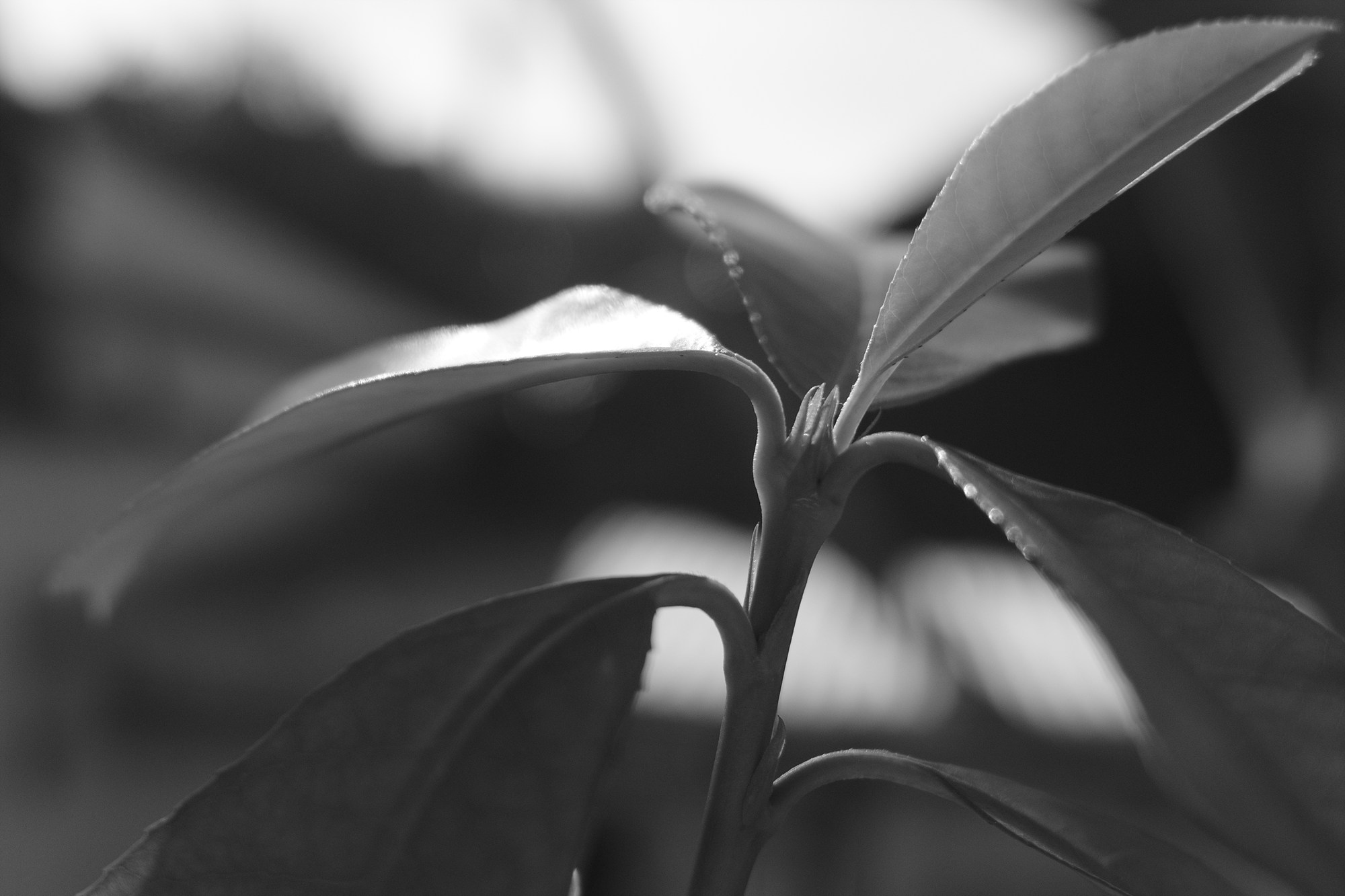 GR4 모노크롬 결과물 이미지