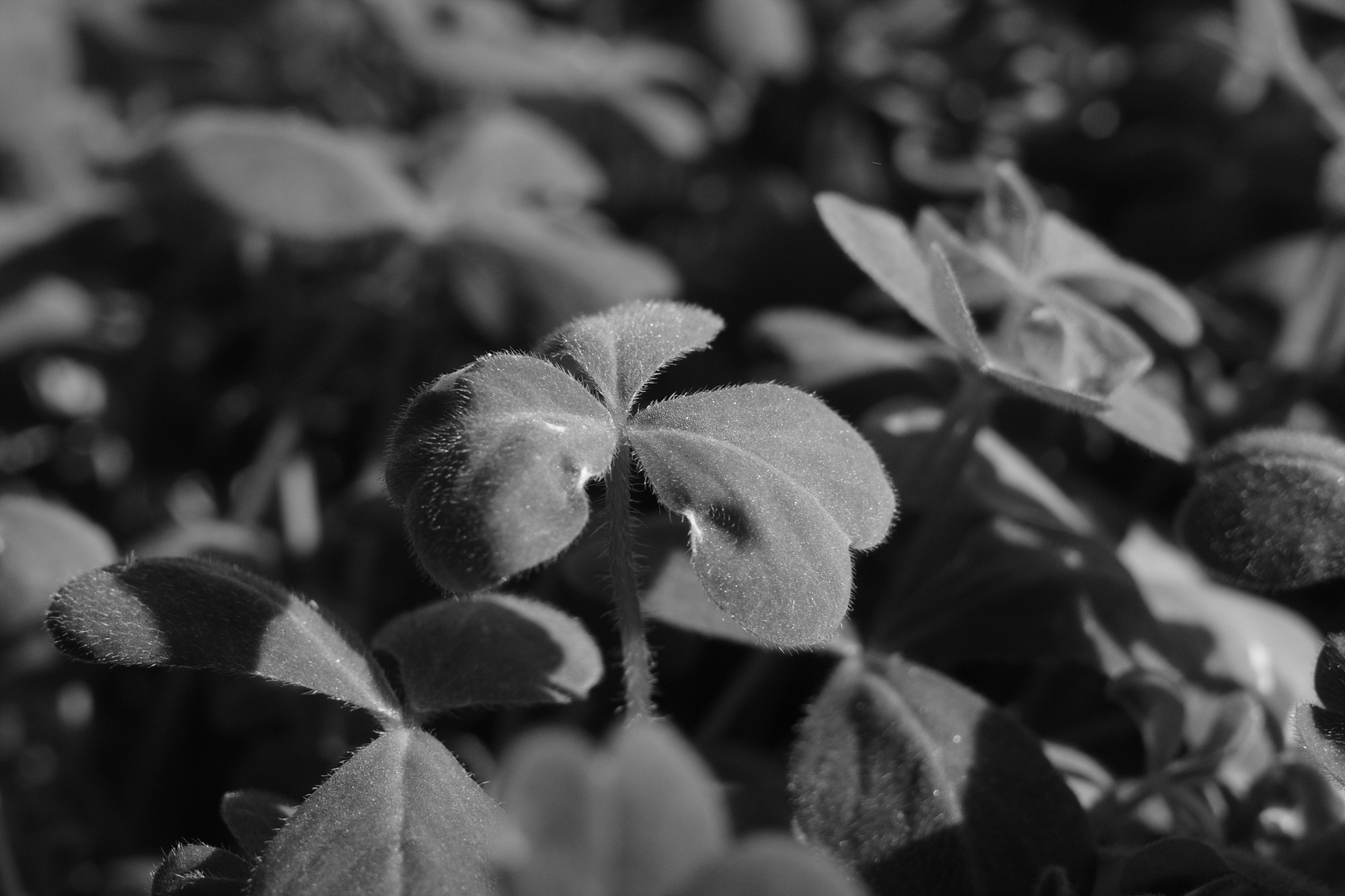 GR4 모노크롬으로 찍은 이파리 결과물 사진