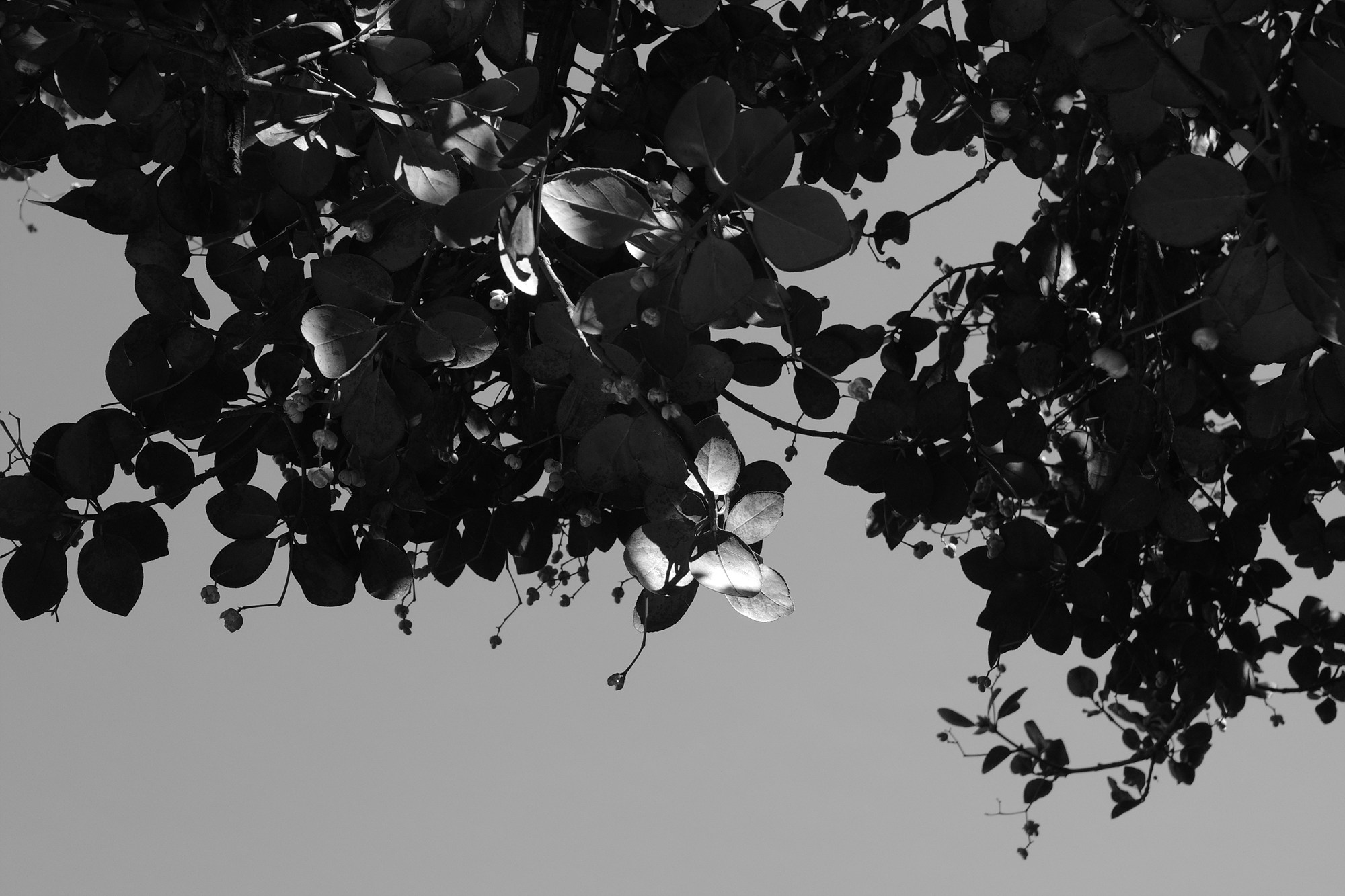 GR4 모노크롬으로 찍은 나뭇잎 결과물 사진