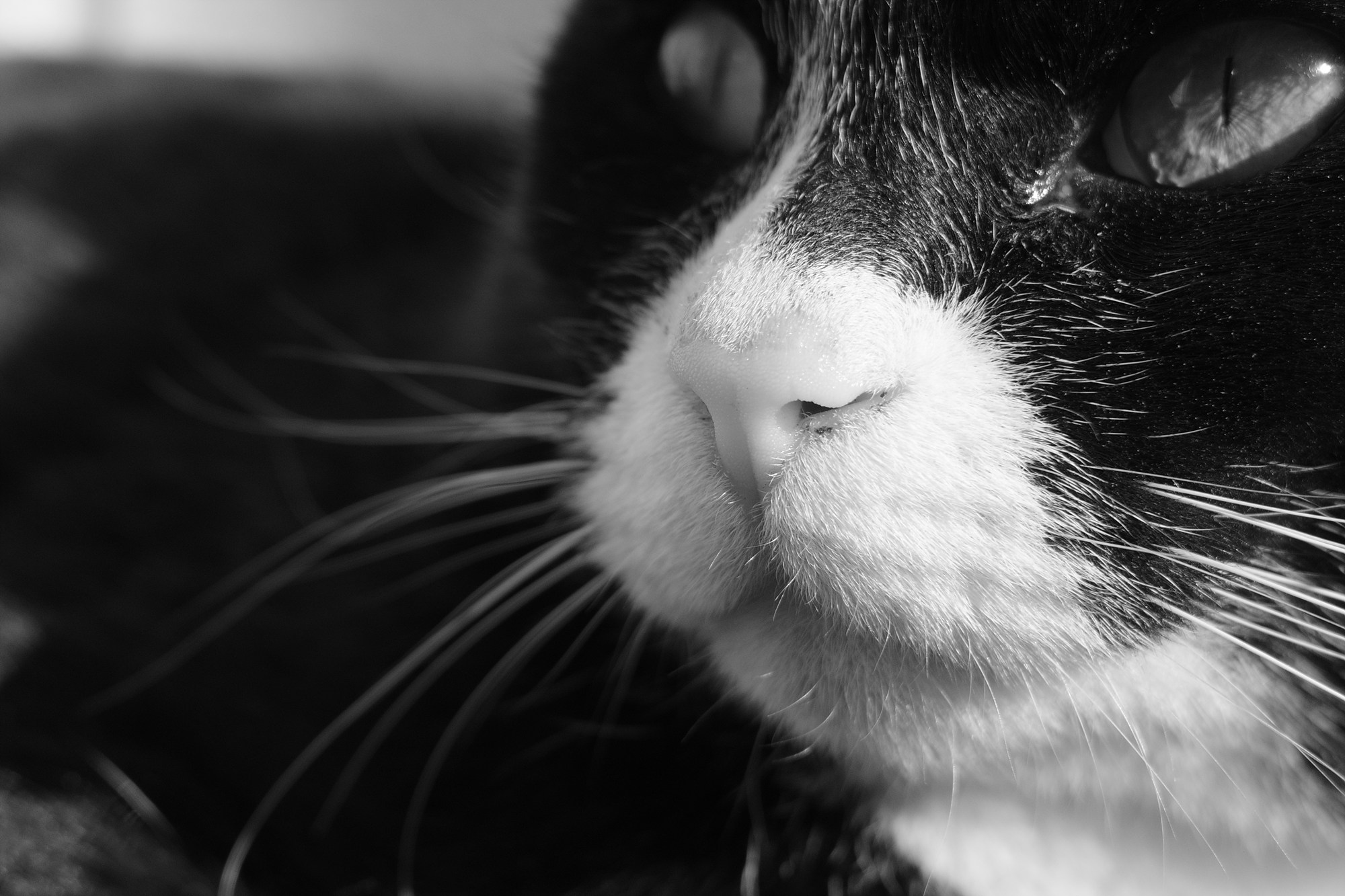 GR4 모노크롬으로 찍은 고양이 결과물 사진