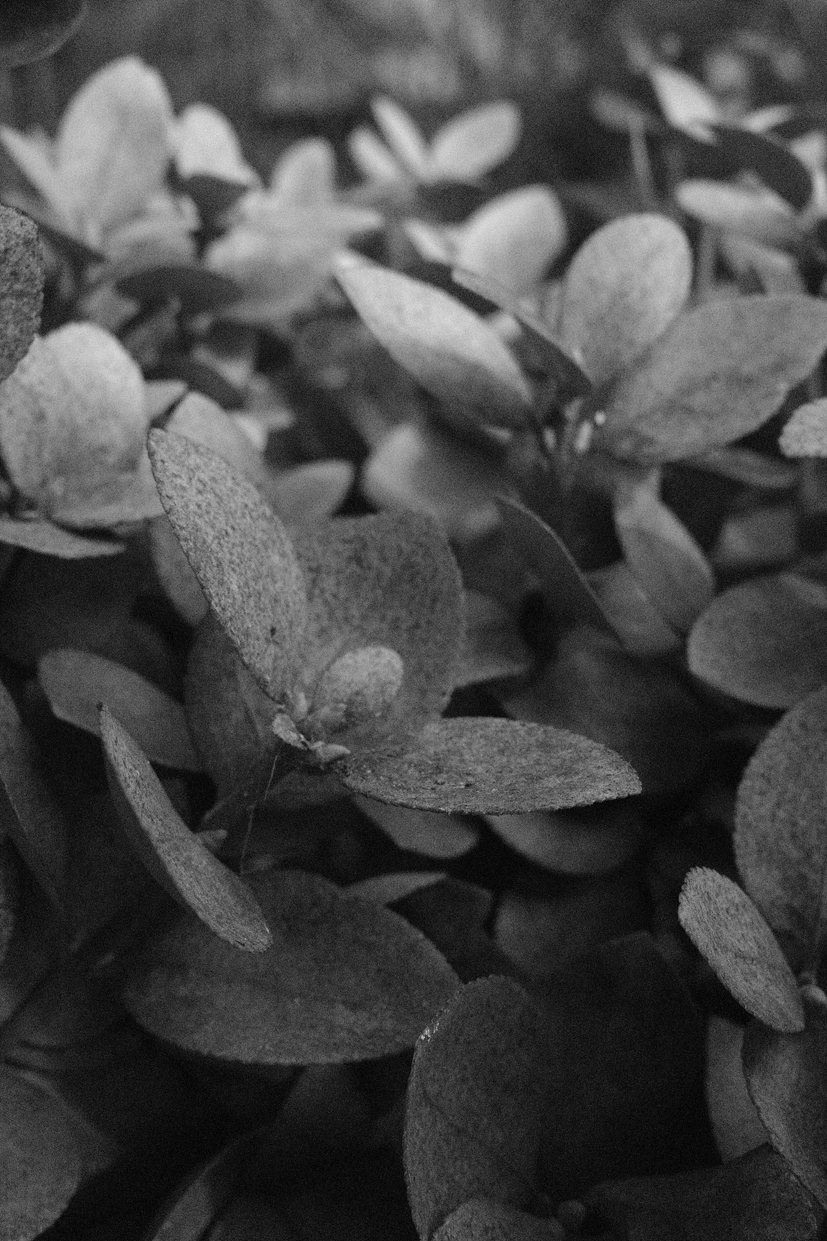 GR4 모노크롬 ISO에 따른 비교 이미지