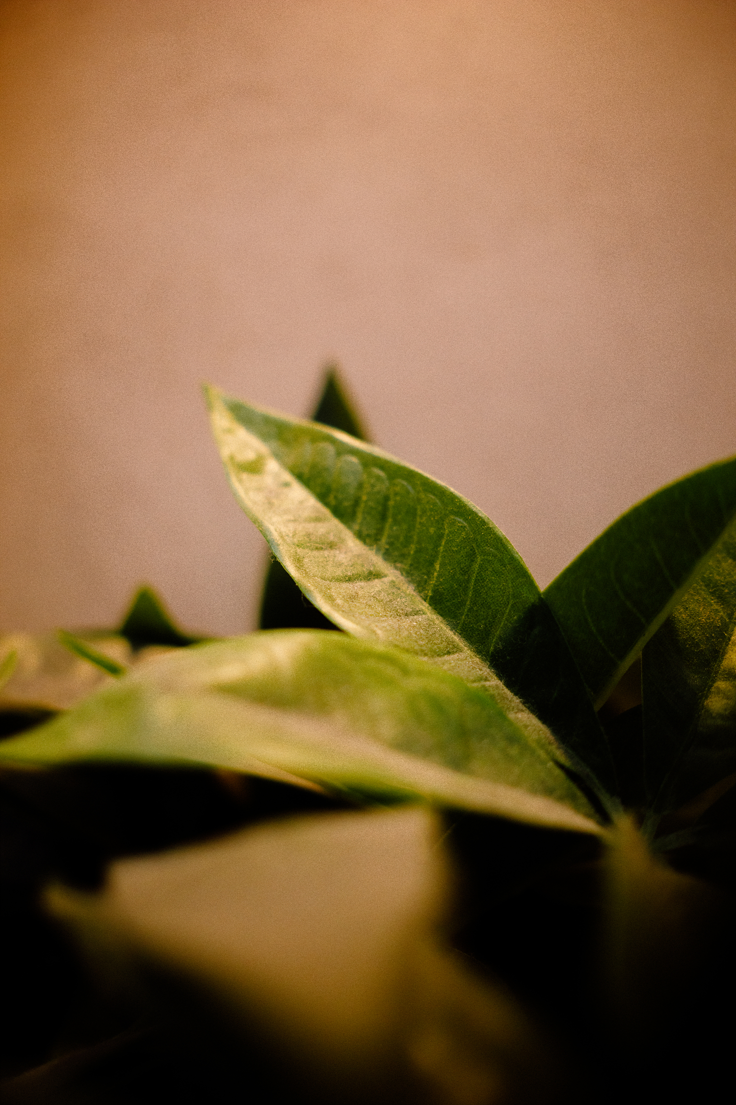 SIGMAC15mm,시그마C15mmDC