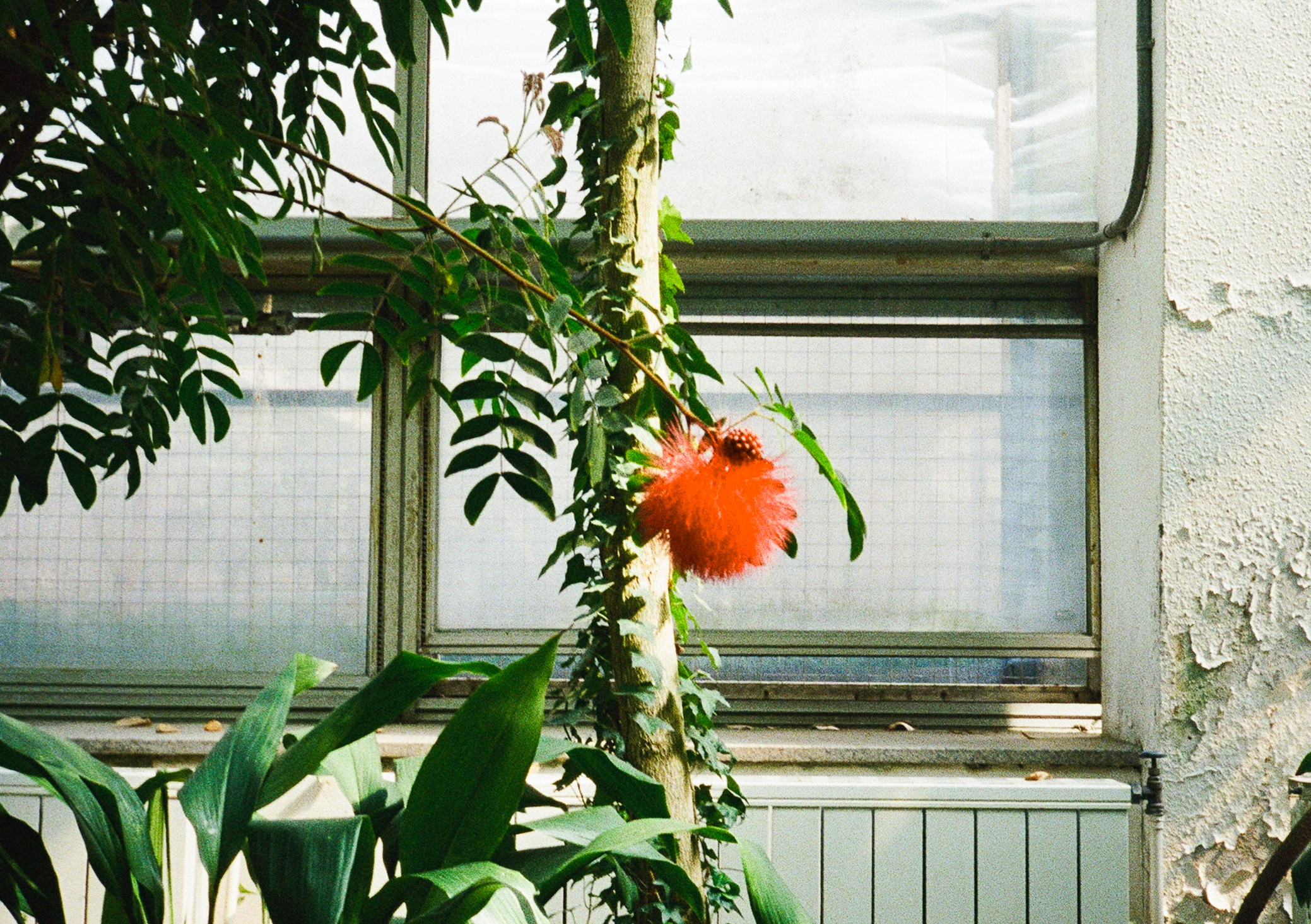 펜탁스17 필름카메라 컬러헌팅