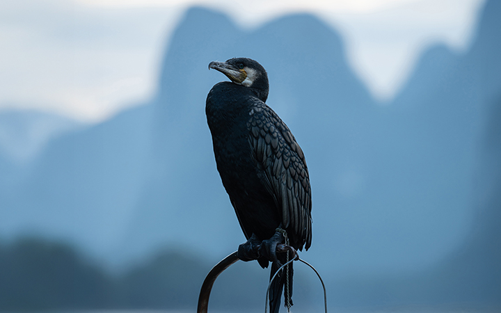 시그마 탐조 원데이 클래스