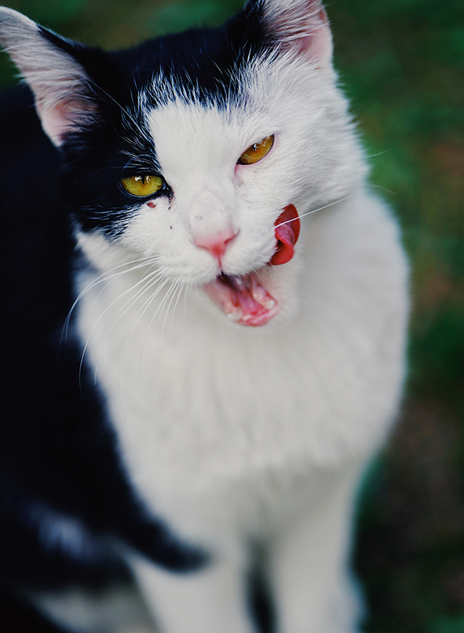 입맛을 다시는 젖소무늬 고양이