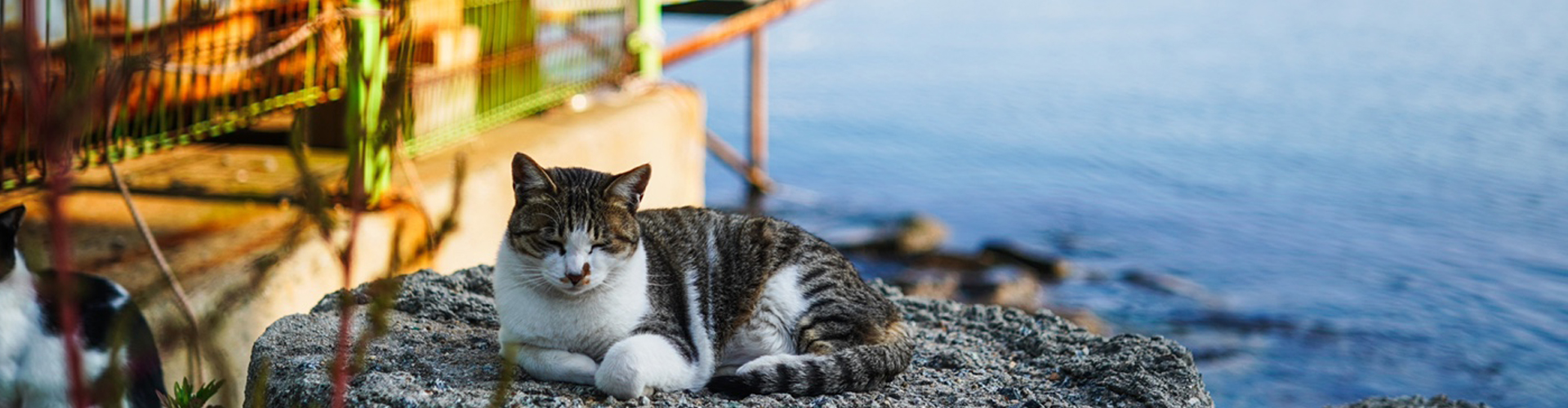 고양이와 바다가 있는 카페 이야기 : 자이스 바티스