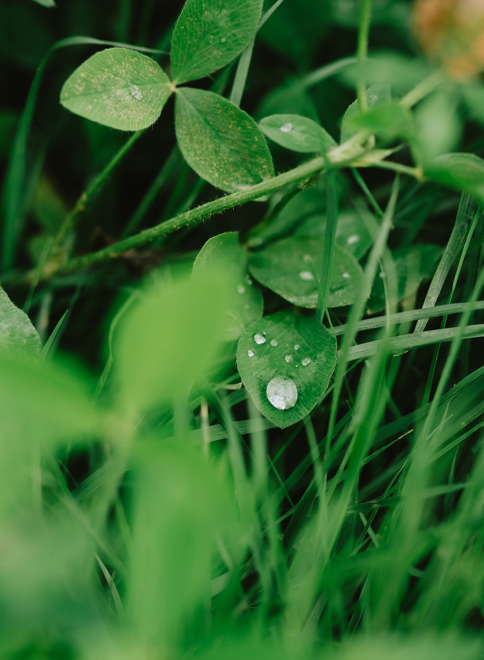 자이스(ZEISS) Otus ML 1.4/50