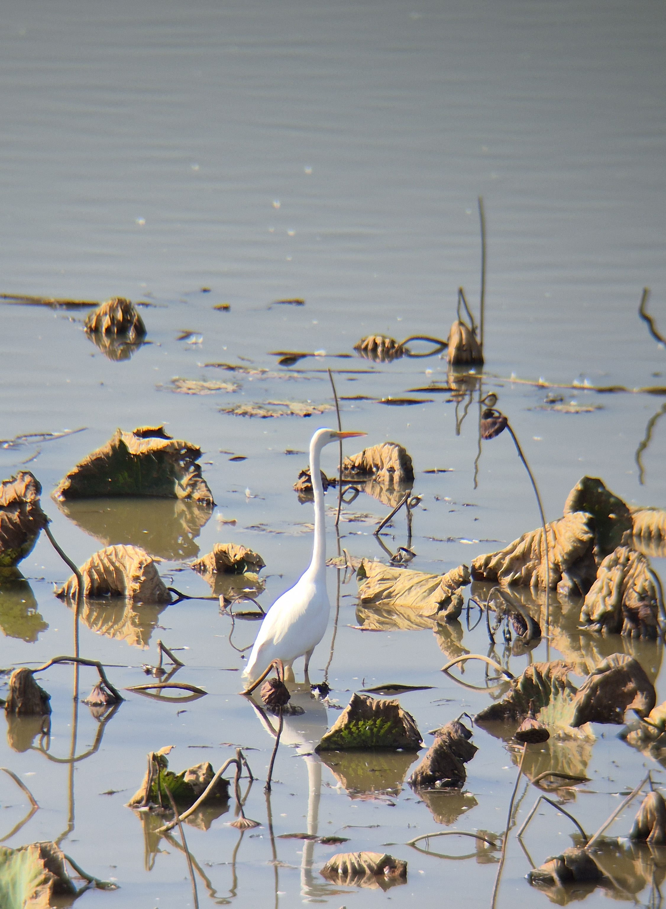 ZEISS Conquest HDX 8x35