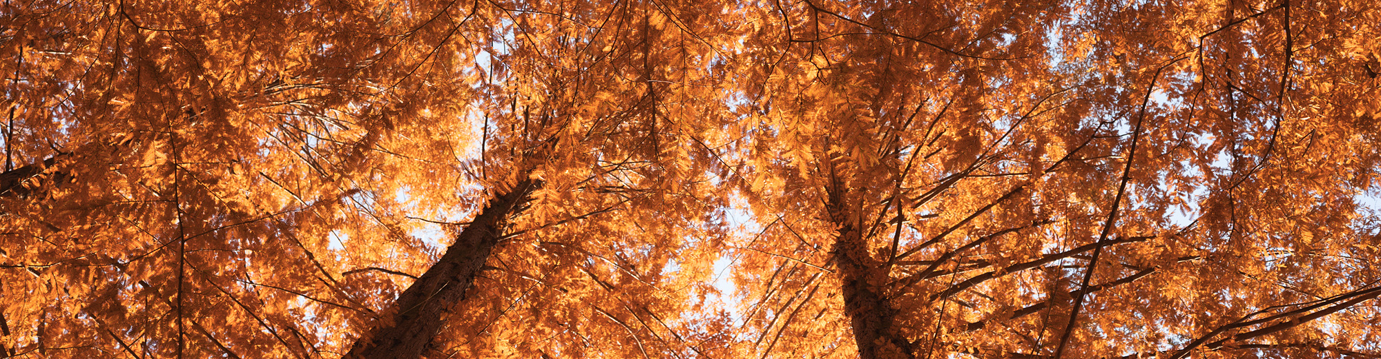 ZEISS Otus ML 50mm F1.4