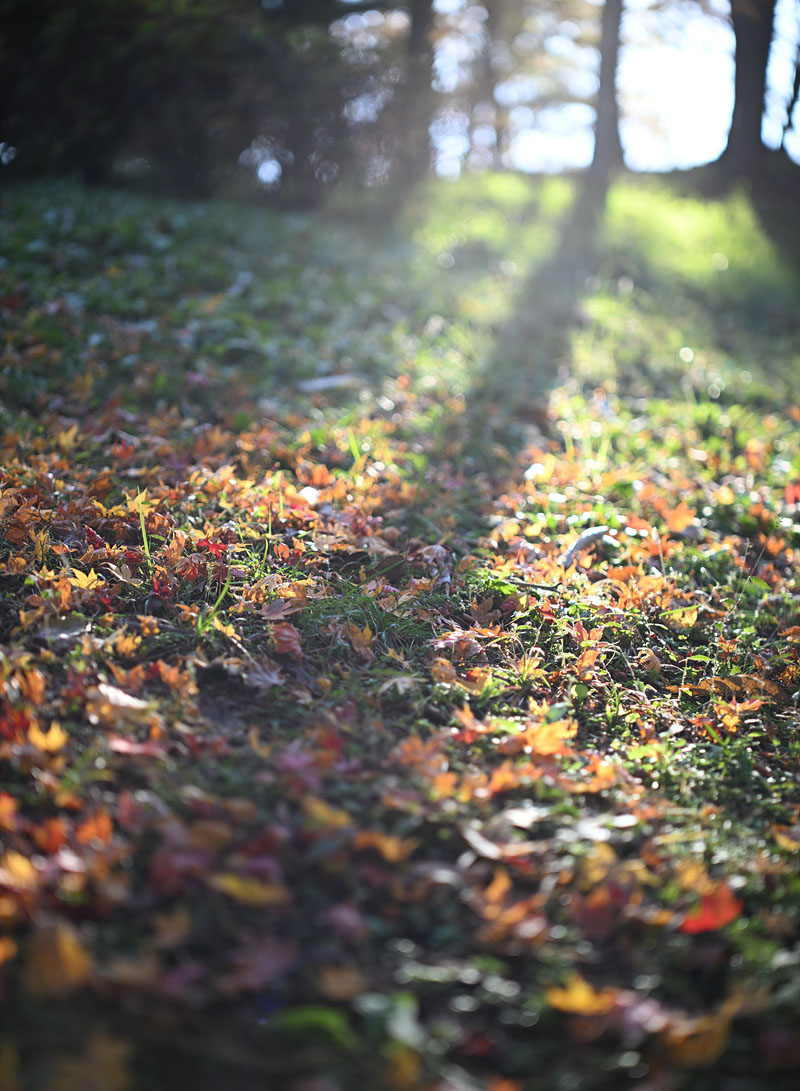 자이스 Otus ML 50mm F1.4 (Z)