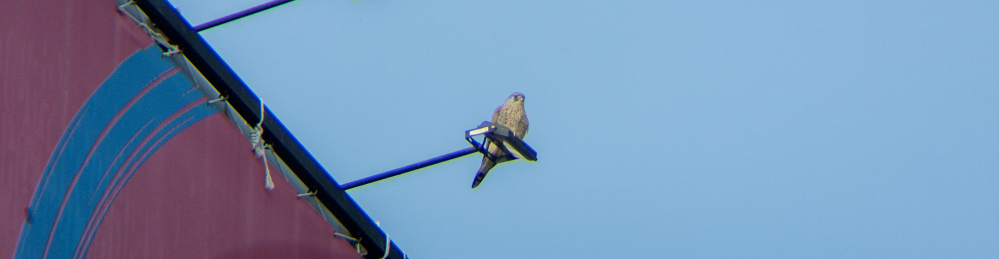 ZEISS Conquest HDX 10x56