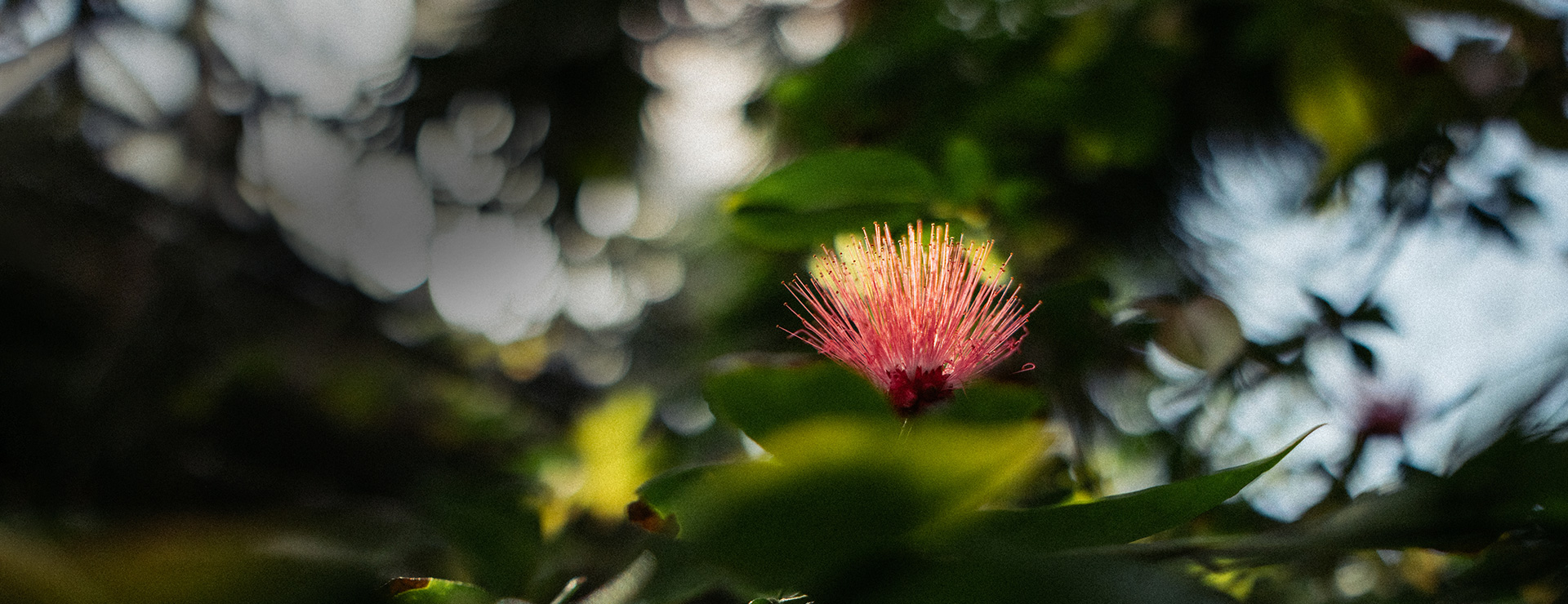C 15mm F1.4 DC