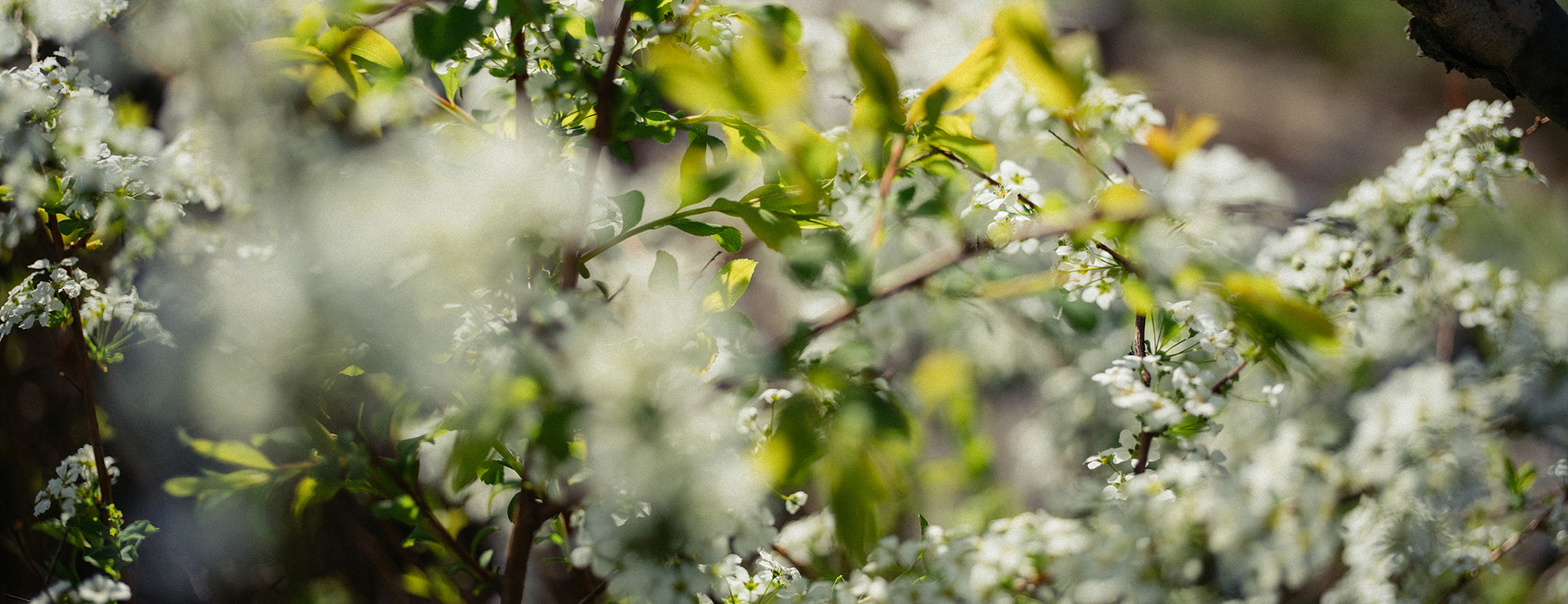 Art 35mm F1.4 DG II 매거진